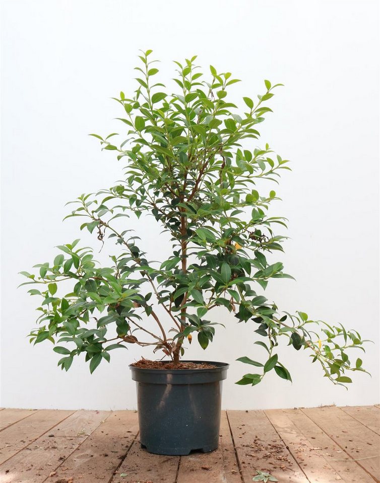 Pflanzen für Dich Gehölze Osmanthus burkwoodii, 1 St., Burkwood-Steinlinde, Duftblüte