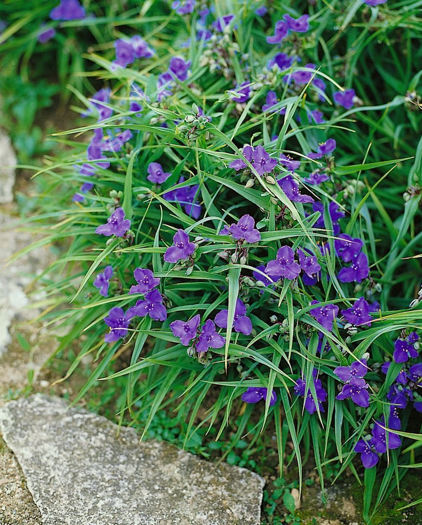 Pflanzen für Dich Staude Tradescantia and. Bärbel, 1 St., Dreimasterblume