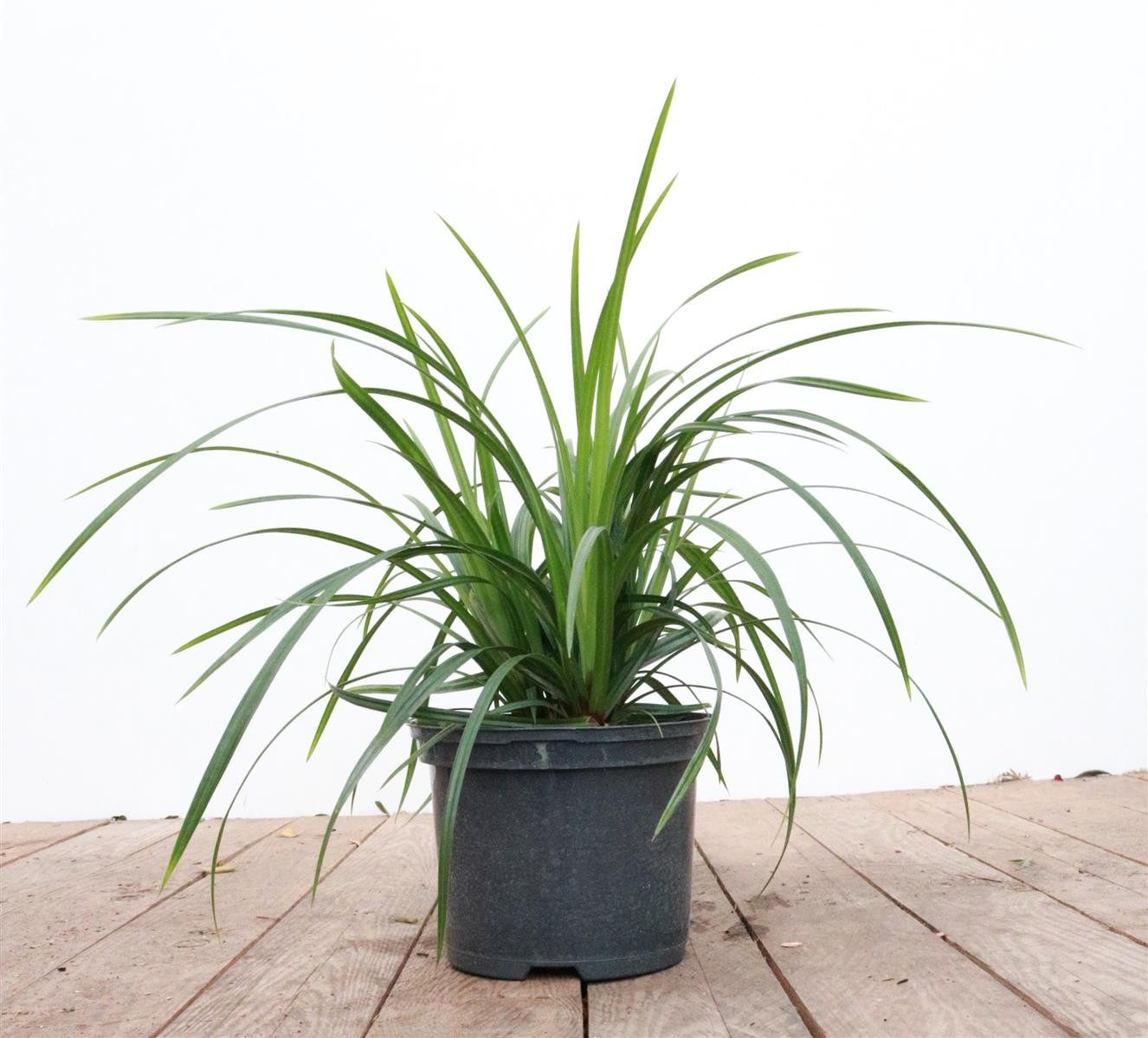 Pflanzen für Dich Gräser Carex morrowii Irish Green, 1 St., Japan-Segge, Morrow-Segge, immergrün, horstbildend