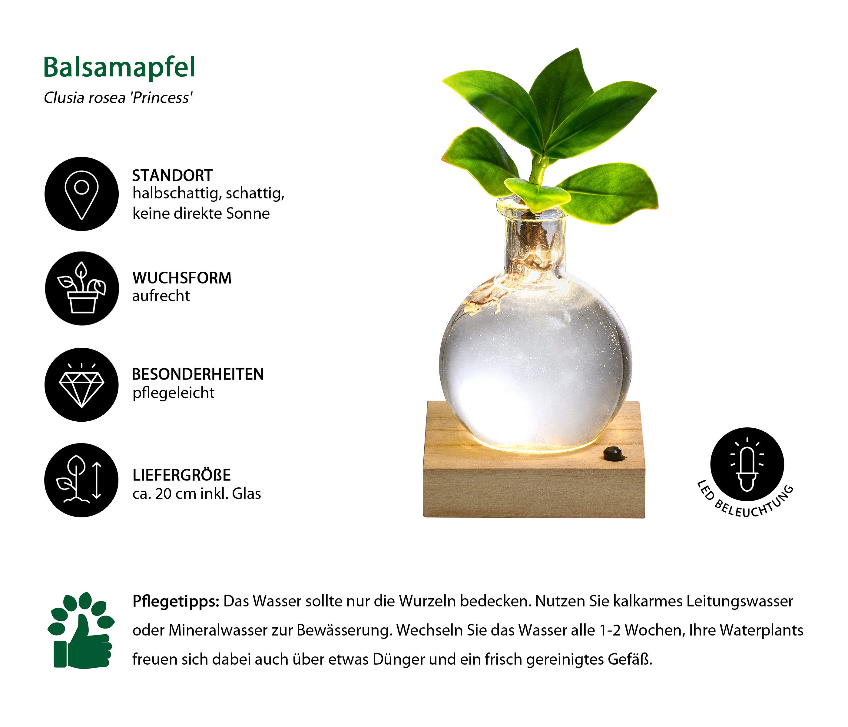 Dehner Zimmerpflanze Waterplant Balsamapfel Princess, Clusia rosea, Ø 7 cm, günstig online kaufen