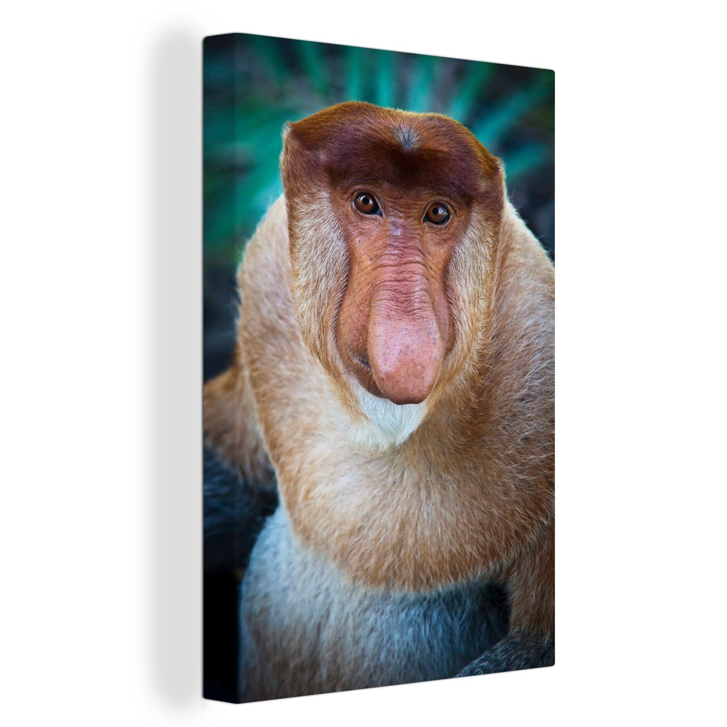 OneMillionCanvasses® Leinwandbild Eine Nahaufnahme eines Proboscis-Affen, (1 St), Leinwandbild fertig bespannt inkl. Zackenaufhänger, Gemälde, 20x30 cm