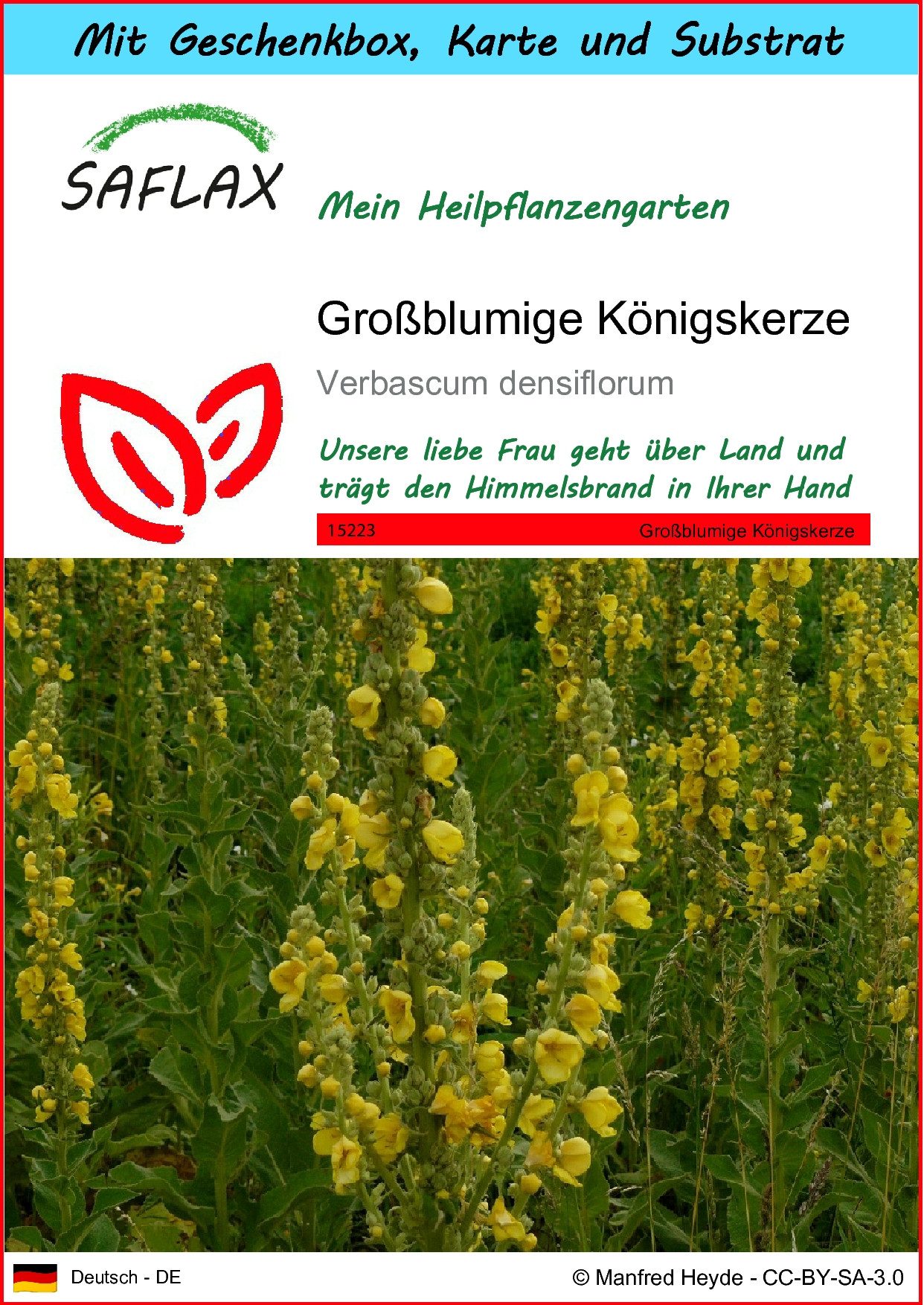 Blumensamen SAFLAX - Geschenkset - Großblumige Königskerze