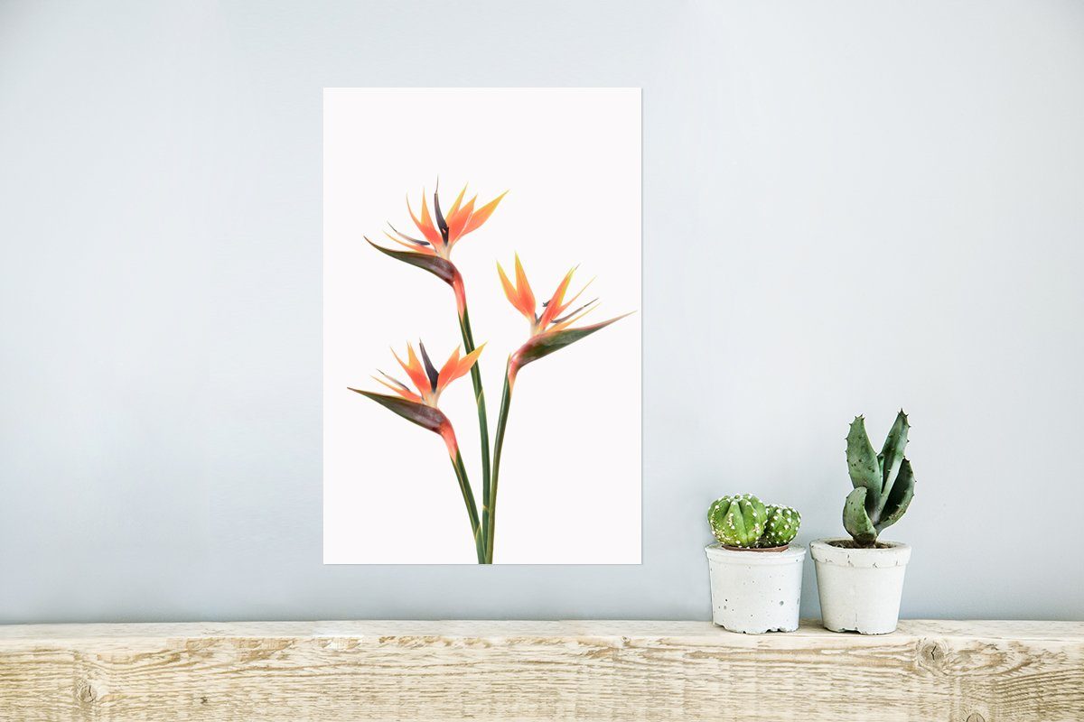 (1 Blumen Rahmen Pflanzen, - Wohnzimmer, - - MuchoWow Natur Wandbild, Wandposter Ohne Orange St), für Poster Poster,