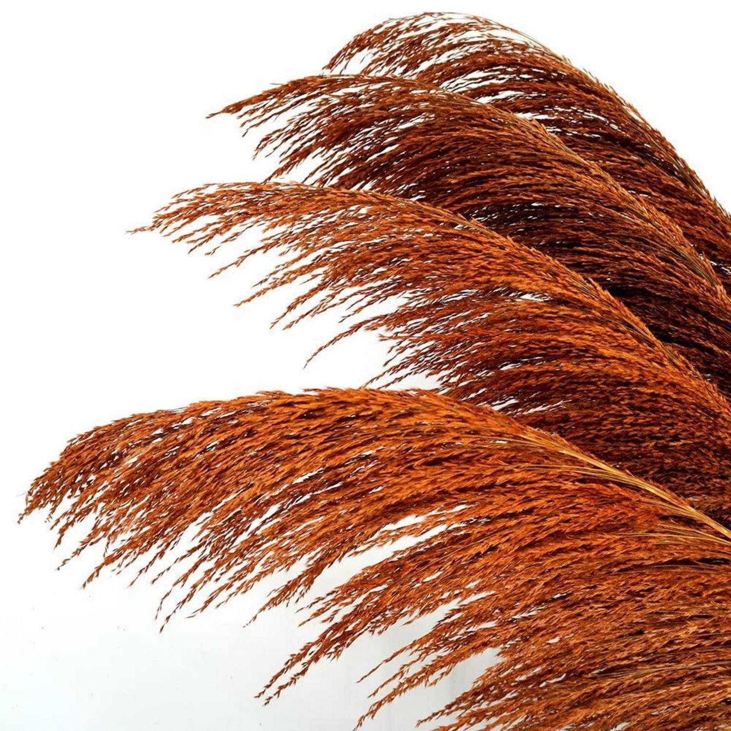 Trockenblume Pampasgras Deko 4 Stück 110cm Gebranntes Orange, LuxusKollektion, Höhe 1 cm