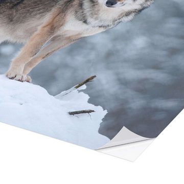Posterlounge Wandfolie Frank Sommariva, Grauer Wolf im Schnee, Fotografie