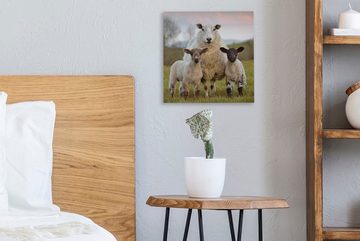 OneMillionCanvasses® Leinwandbild Schafe - Gras - Porträt, (1 St), Leinwand Bilder für Wohnzimmer Schlafzimmer