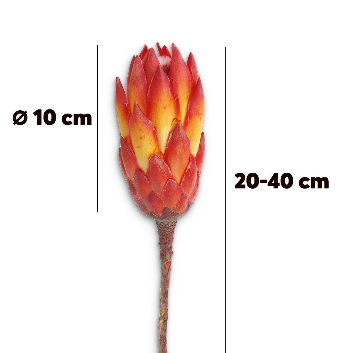 matches21 HOME & HOBBY Bilderrahmen Protea Trockenblumen orange rot 5er Set afrikanische Zuckerbüsche, (5 St), Getrocknete Blumen als Boho-Deko Trockenpflanzen  – Bild 3 von 5
