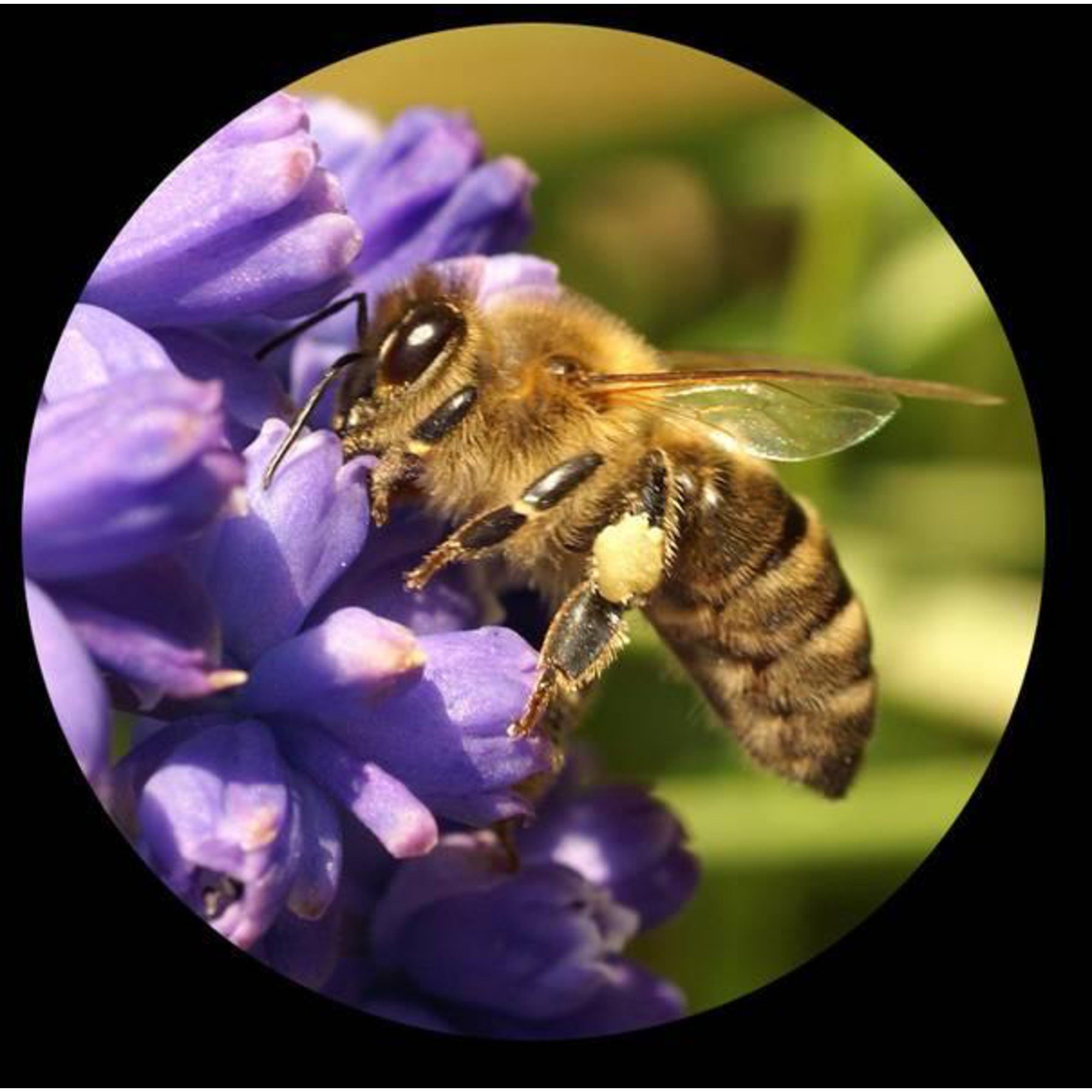 Minox Minox Monokular Macroscope MS 8x25 Fernglas