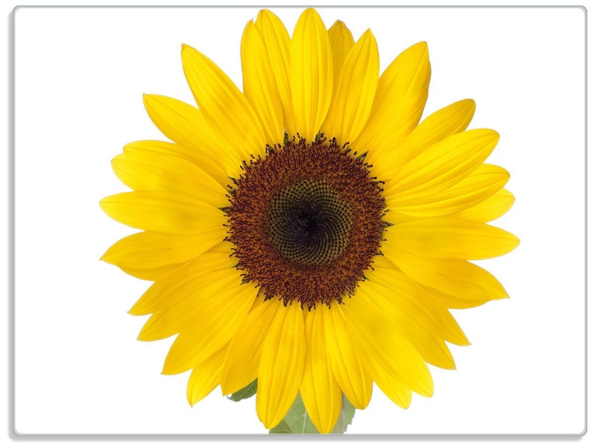 Wallario Schneidebrett Sonnenblume, ESG-Sicherheitsglas, (inkl. rutschfester Gummifüße 4mm, 1-St), 30x40cm