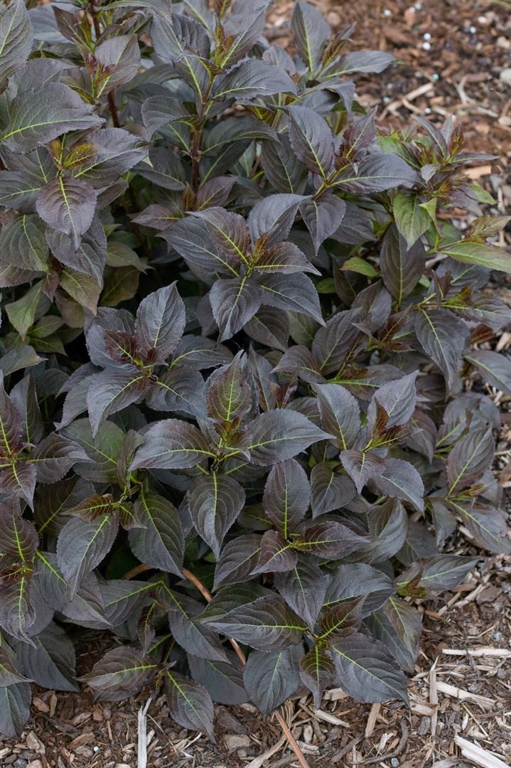 Pflanzen für Dich Hecken Weigela florida Ebony and Ivory, 1 St., Weigelie, dunkelblättrig, weißblühend