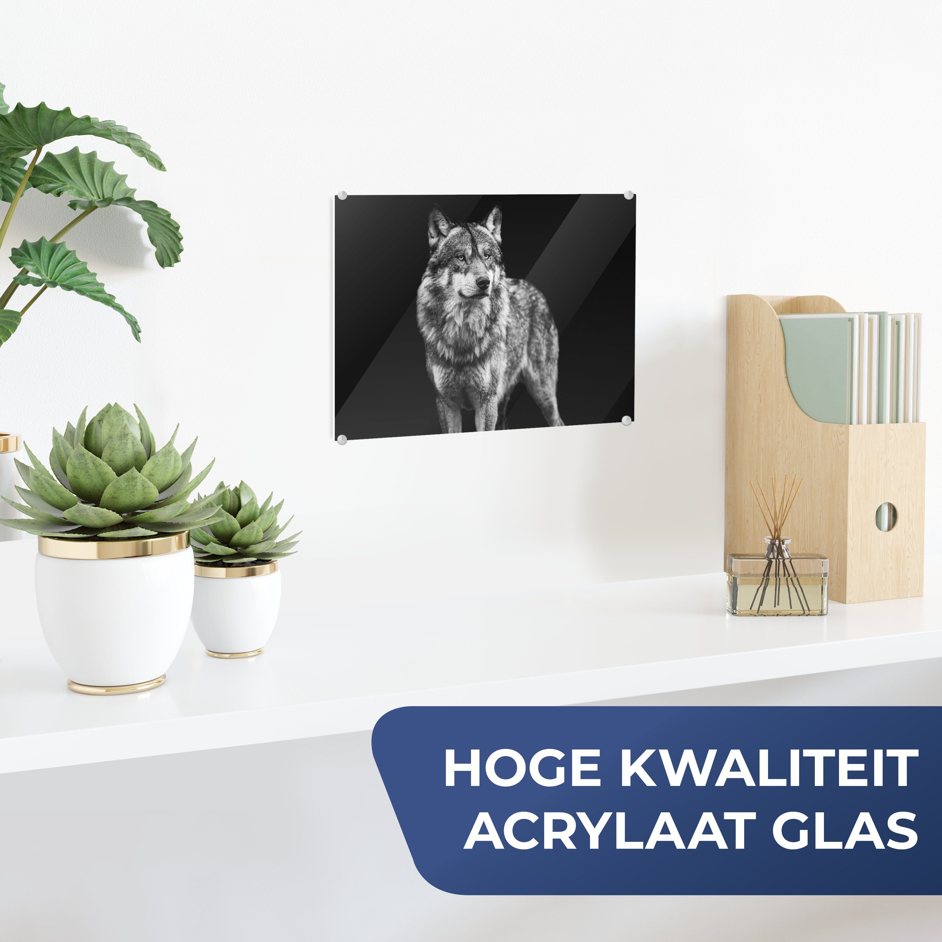 MuchoWow Acrylglasbild Wolf - Tiere - günstig online kaufen