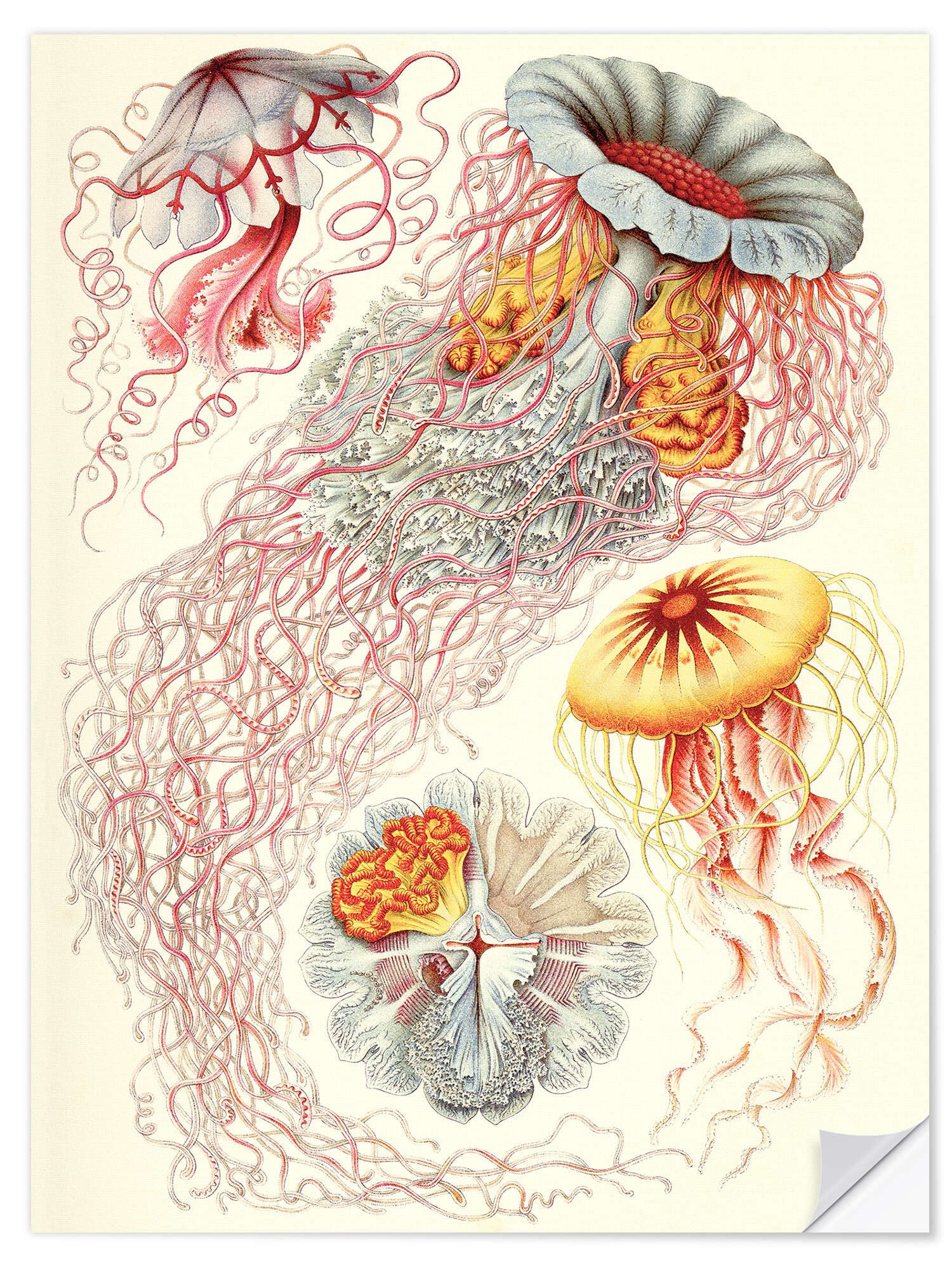 Posterlounge Wandfolie Ernst Haeckel, Semaeostomiden, Discomedusae - Kunstformen der Natur, 1899 II, Vintage Malerei