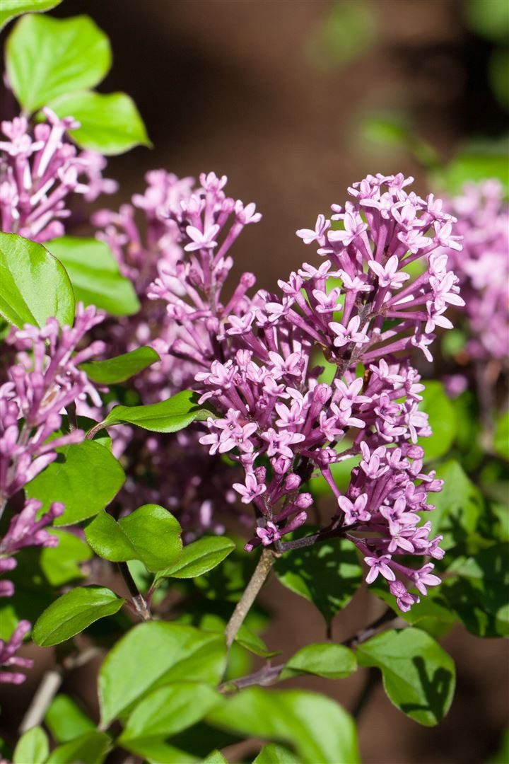 Pflanzen für Dich Gehölze Syringa meyeri Miss Elly, 1 St., Kleinblättriger Flieder, Meyer-Flieder