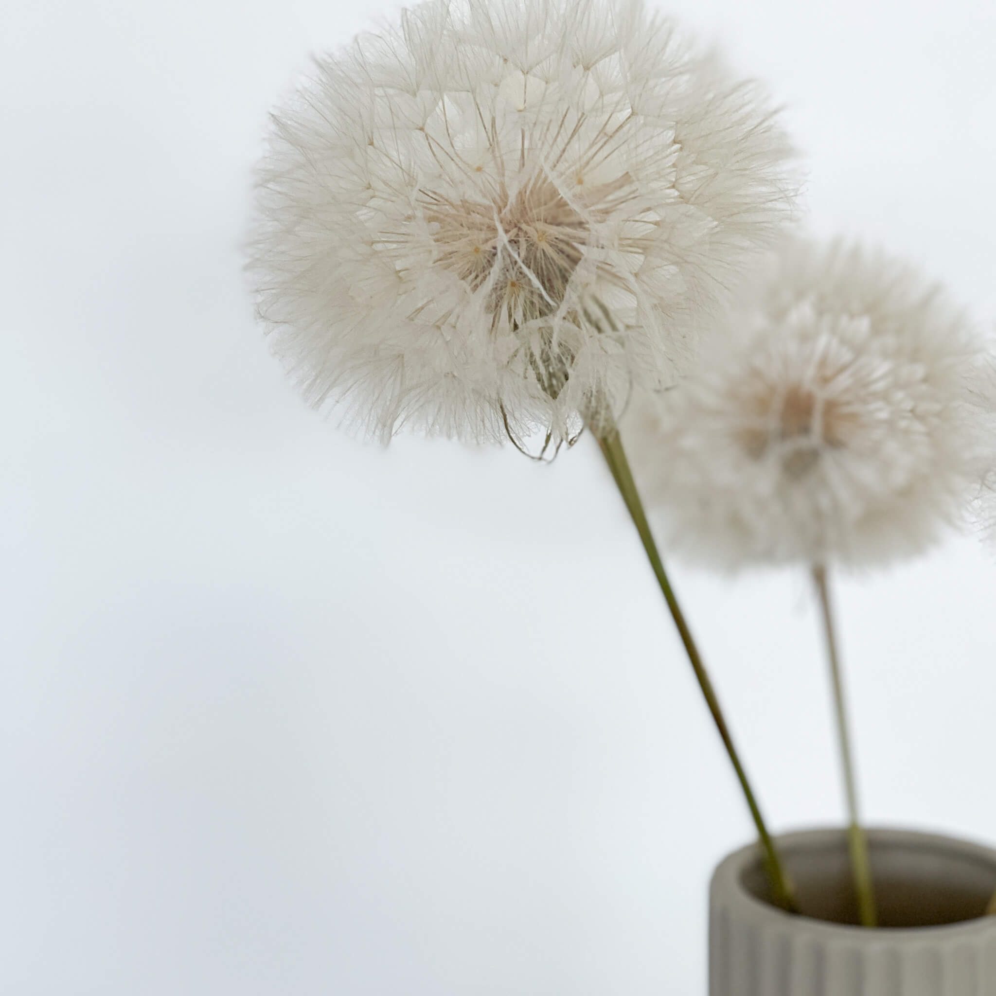 Trockenblume XXL Pusteblume getrocknet & konserviert – echte Natur