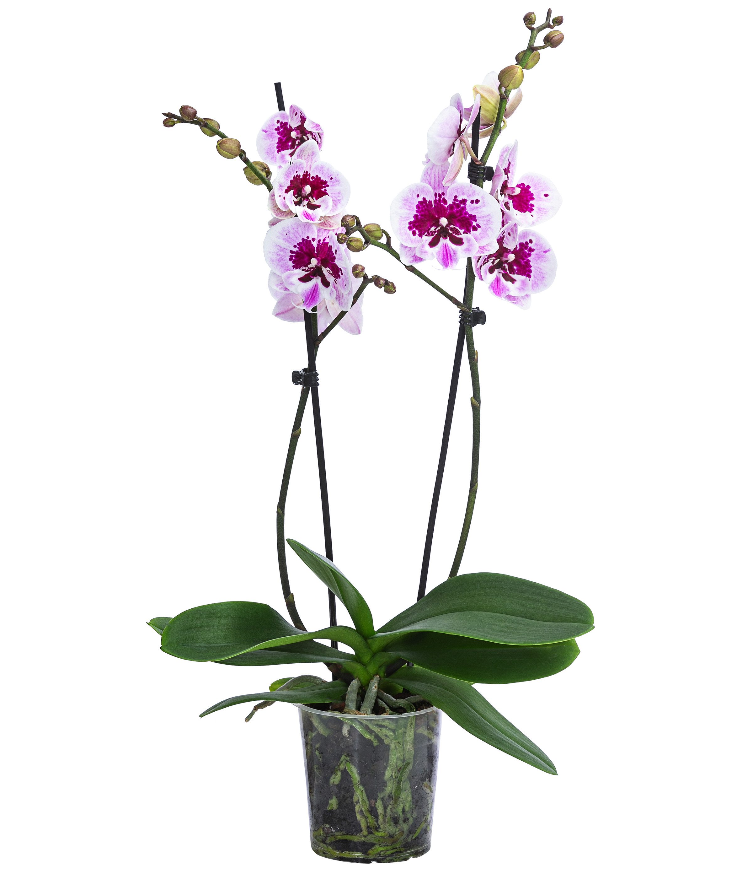 Dehner Zimmerpflanze Schmetterlingsorchidee Aladdin, pink-weiße Blüten, 40-50 cm, Phalaenopsis cultivars, pflegeleichte Blühpflanze, zweitriebig