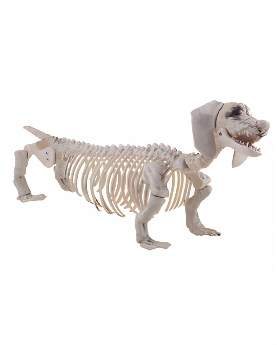 Horror-Shop Dekofigur Kunststoff Dackel Hundeskelett als Halloween Dekor
