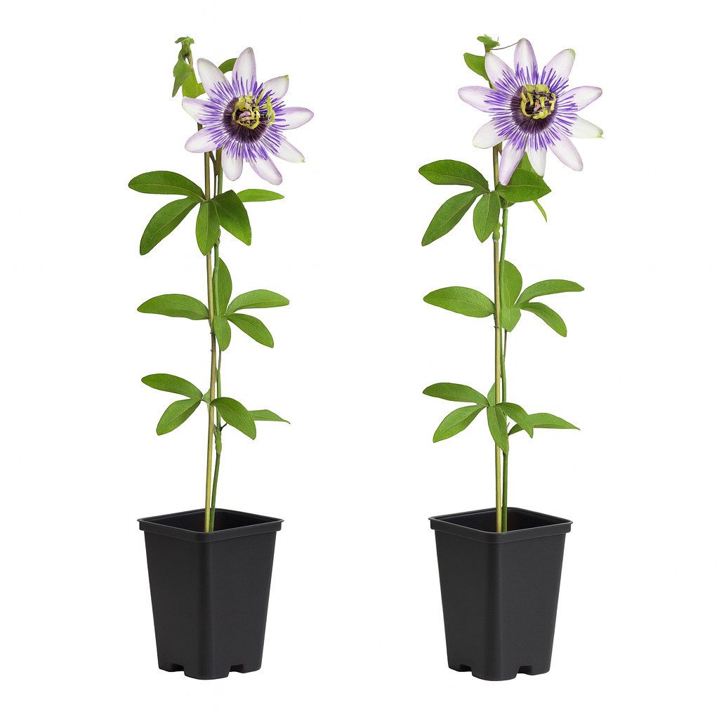 Exotenherz Kletterpflanze Exotenherz Kletterpflanze Passionsblume Passiflor günstig online kaufen
