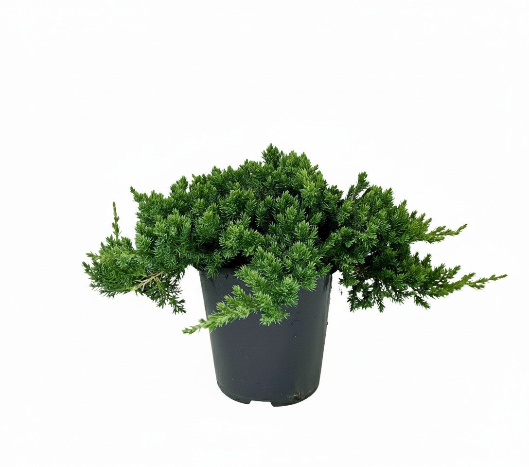 Pflanzen für Dich Konifere Juniperus procumbens Nana, 1 St., Kriech-Wacholder, Zwerg-Wacholder, kriechend, immergrün