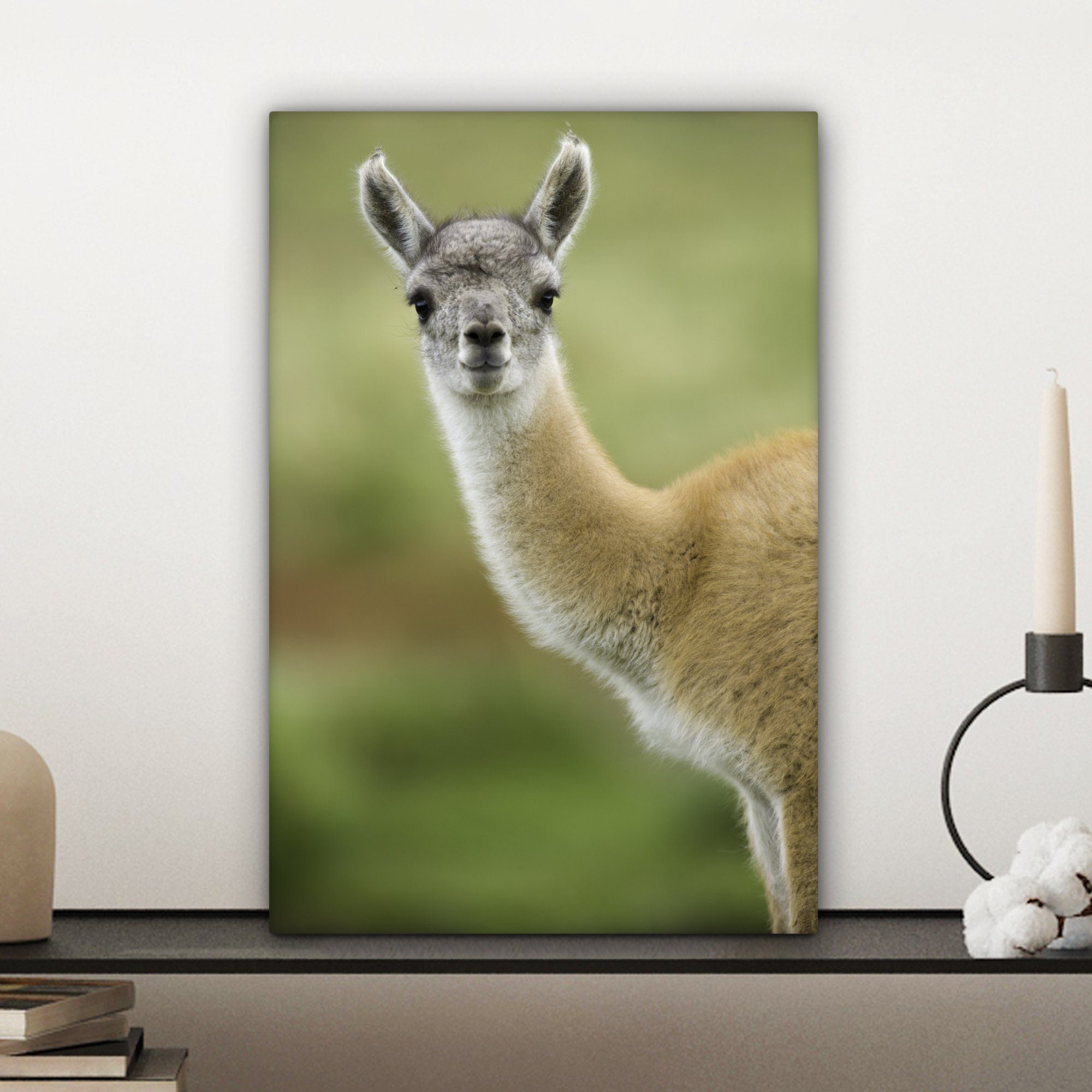 OneMillionCanvasses® Leinwandbild Lama - Tiere cm St), - Gemälde, 20x30 (1 Porträt, fertig bespannt Zackenaufhänger, Leinwandbild inkl
