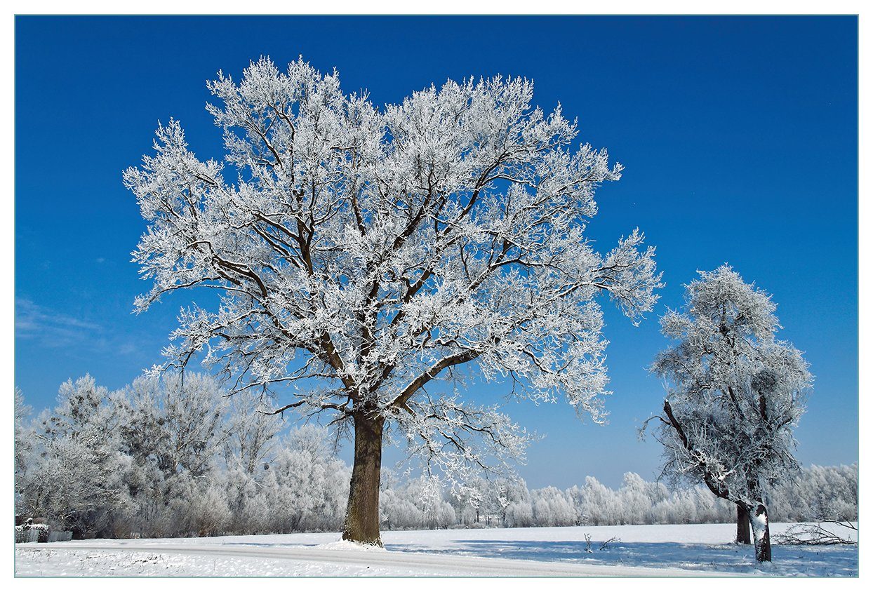 Wallario Küchenrückwand Schneebedeckter mit Baum blauen Himmel, (1-tlg)