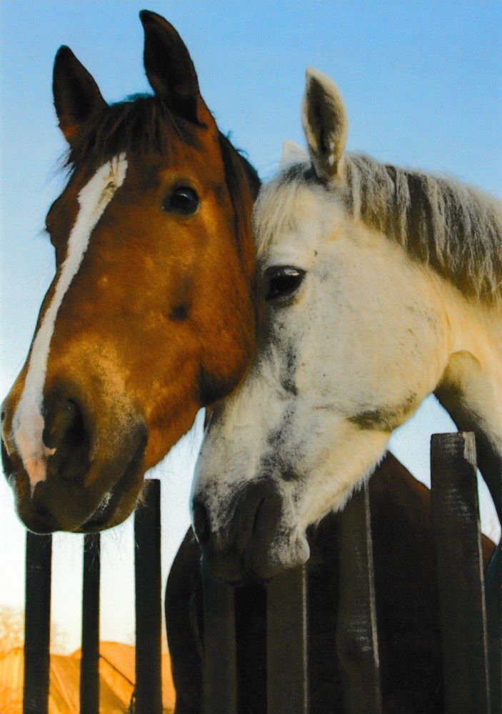 Pferde-Motiven 24 "Pferde edlen Postkarte Horses * * nbuch mit Chevaux"
