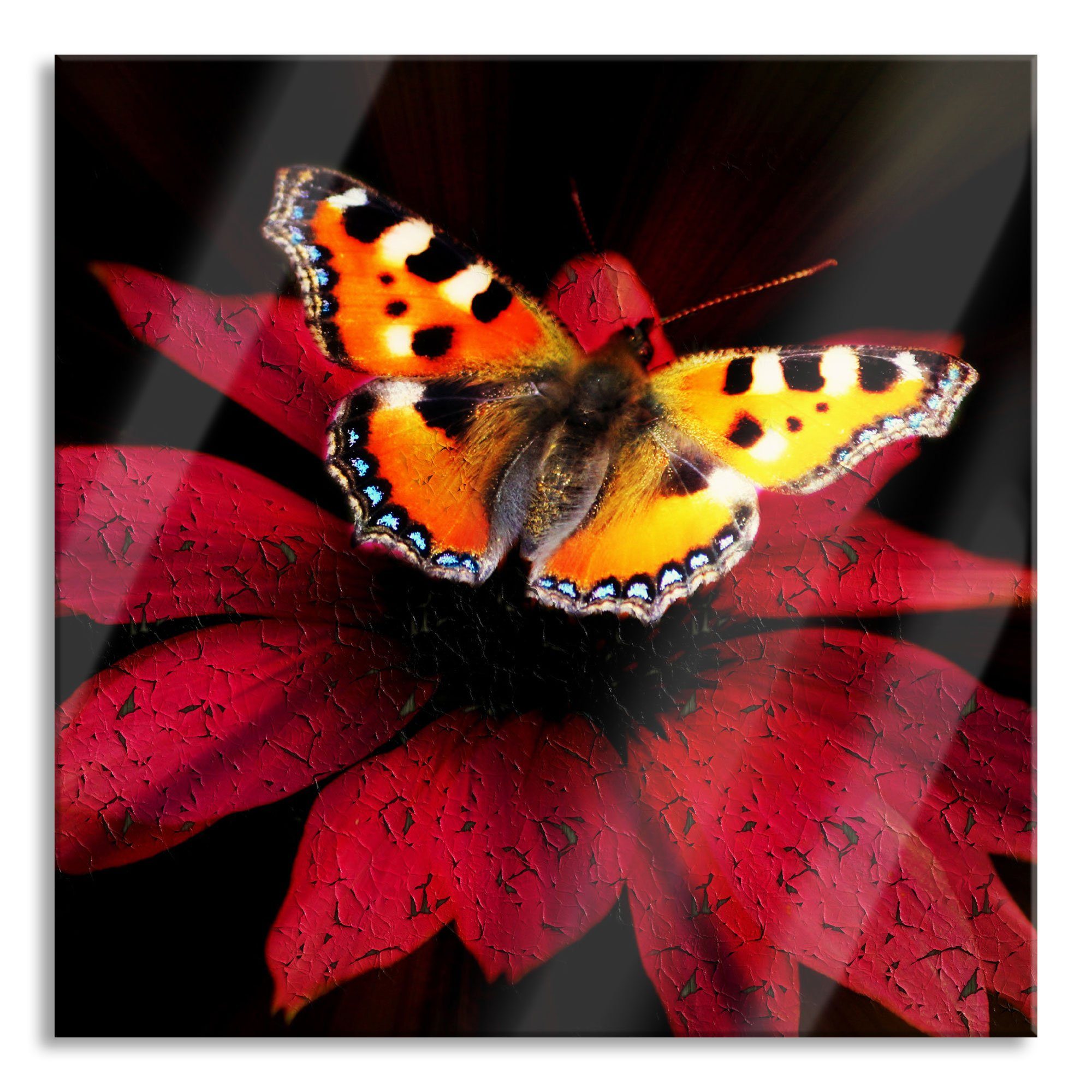 Pixxprint Glasbild Schmetterling auf roter Blüte, Schmetterling auf roter Blüte (1 St), Glasbild aus Echtglas, inkl. Aufhängungen und Abstandshalter