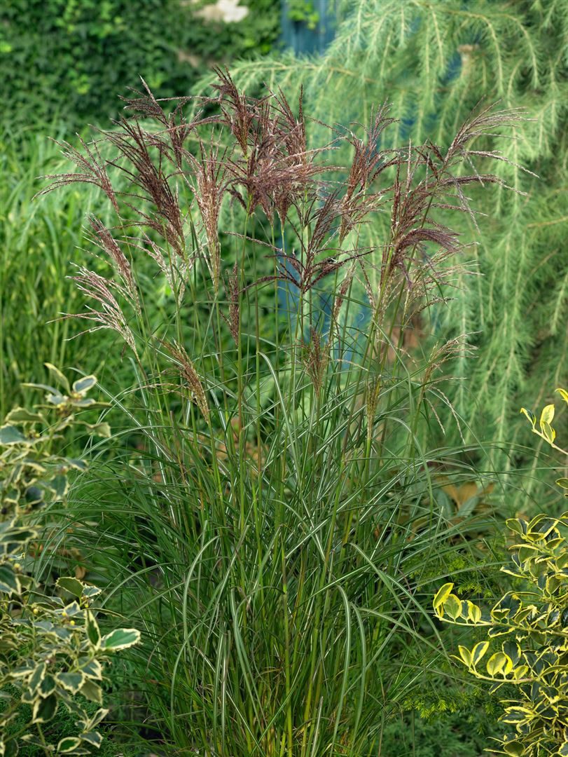 Pflanzen für Dich Gräser Miscanthus sin. Dread Locks, 1 St., Chinaschilf, Zebragras, hängende Blätter, winterhart