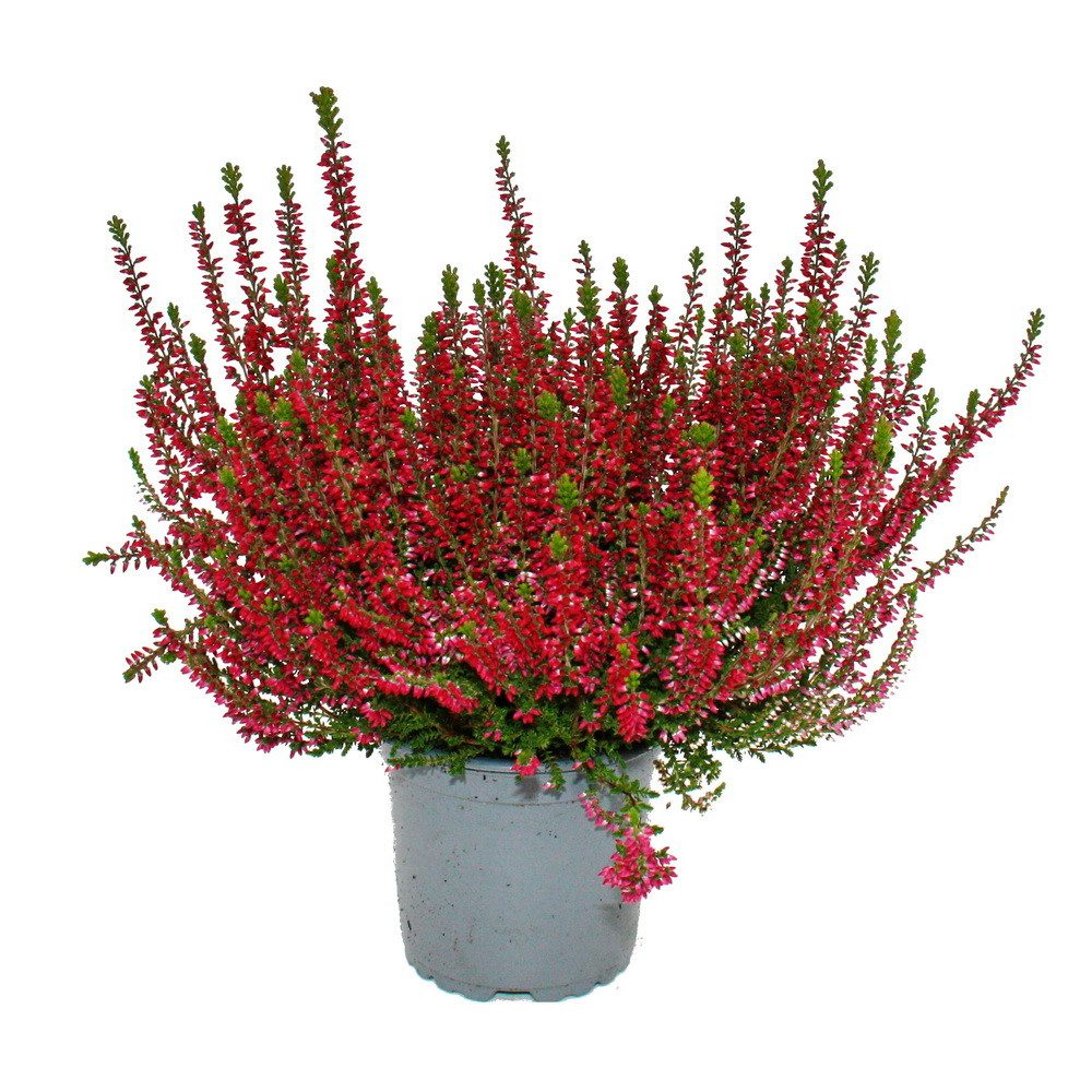 Exotenherz Beetpflanze Calluna vulgaris 6er Set Besenheide Heidepflanze winterhart 11cm Topf