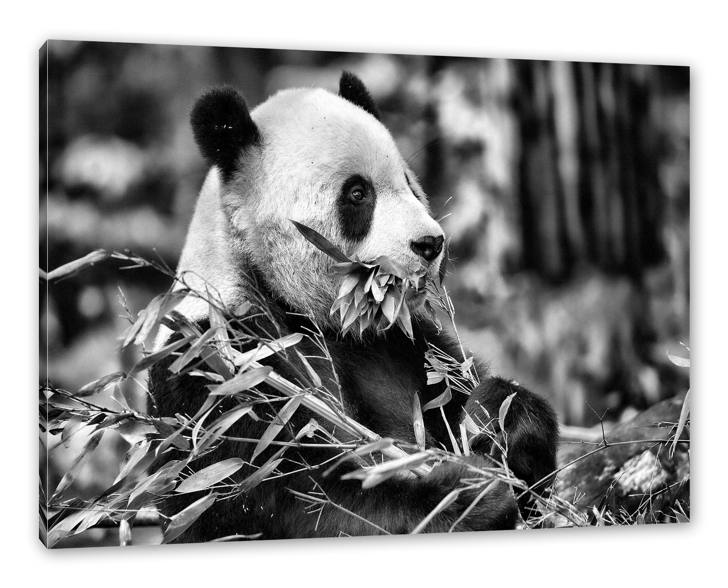 St), beim beim (1 Pandabär inkl. Zackenaufhänger fertig Pixxprint Fressen Pandabär Fressen, bespannt, Leinwandbild Leinwandbild