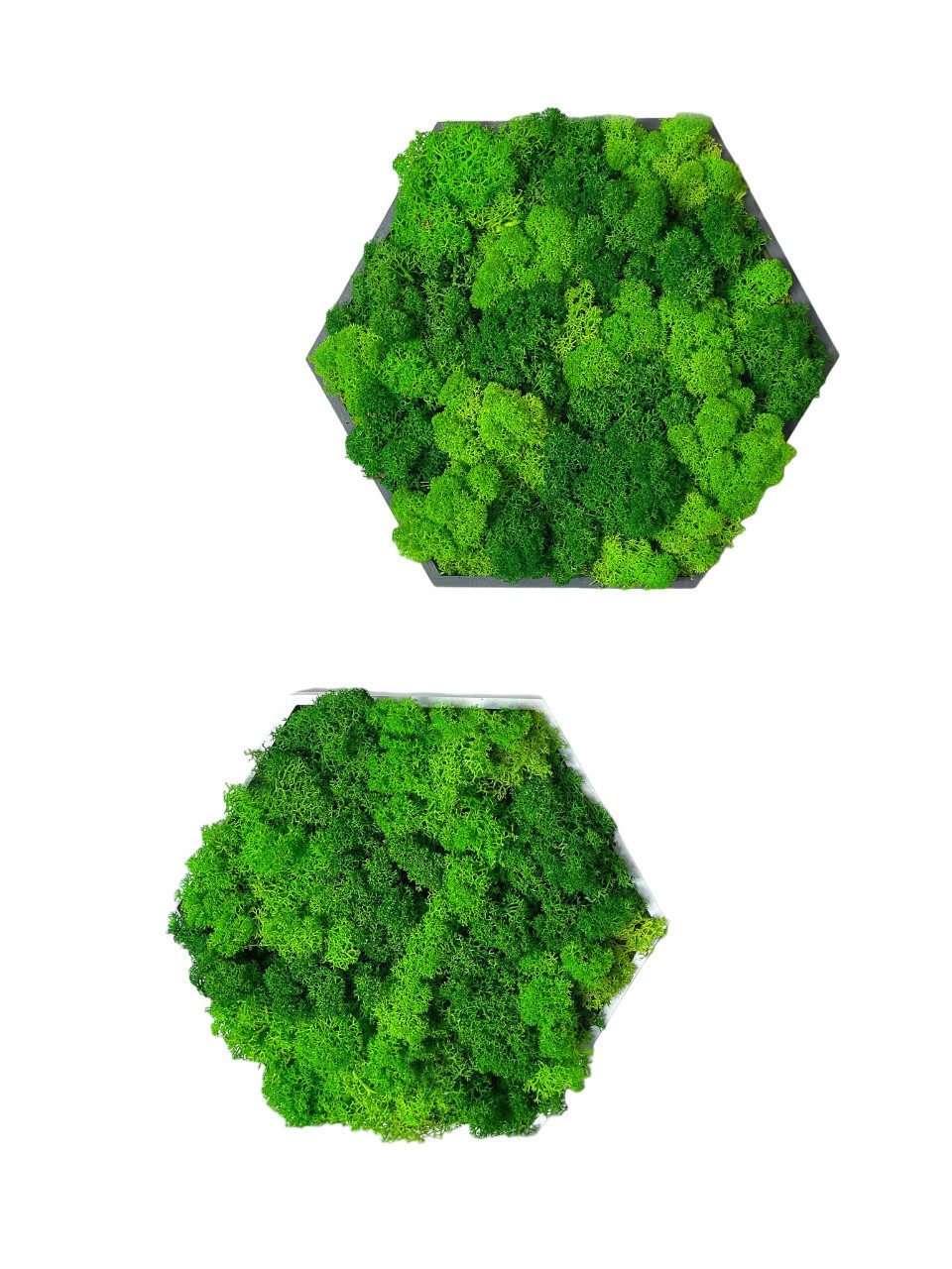Gedankenwunder Manufaktur Bild mit Rahmen Islandmoos günstig online kaufen