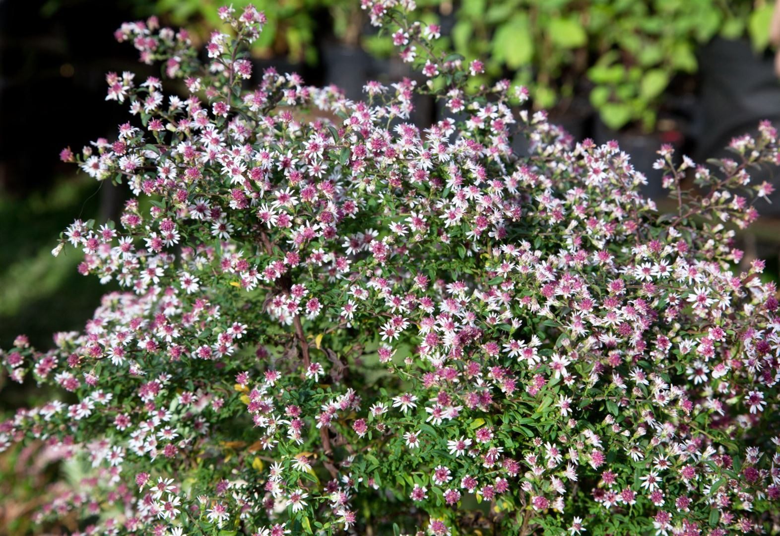 Pflanzen für Dich Staude Aster lateriflorus horizontalis 'Prince', 1 St., Herbstaster, Myrtenaster