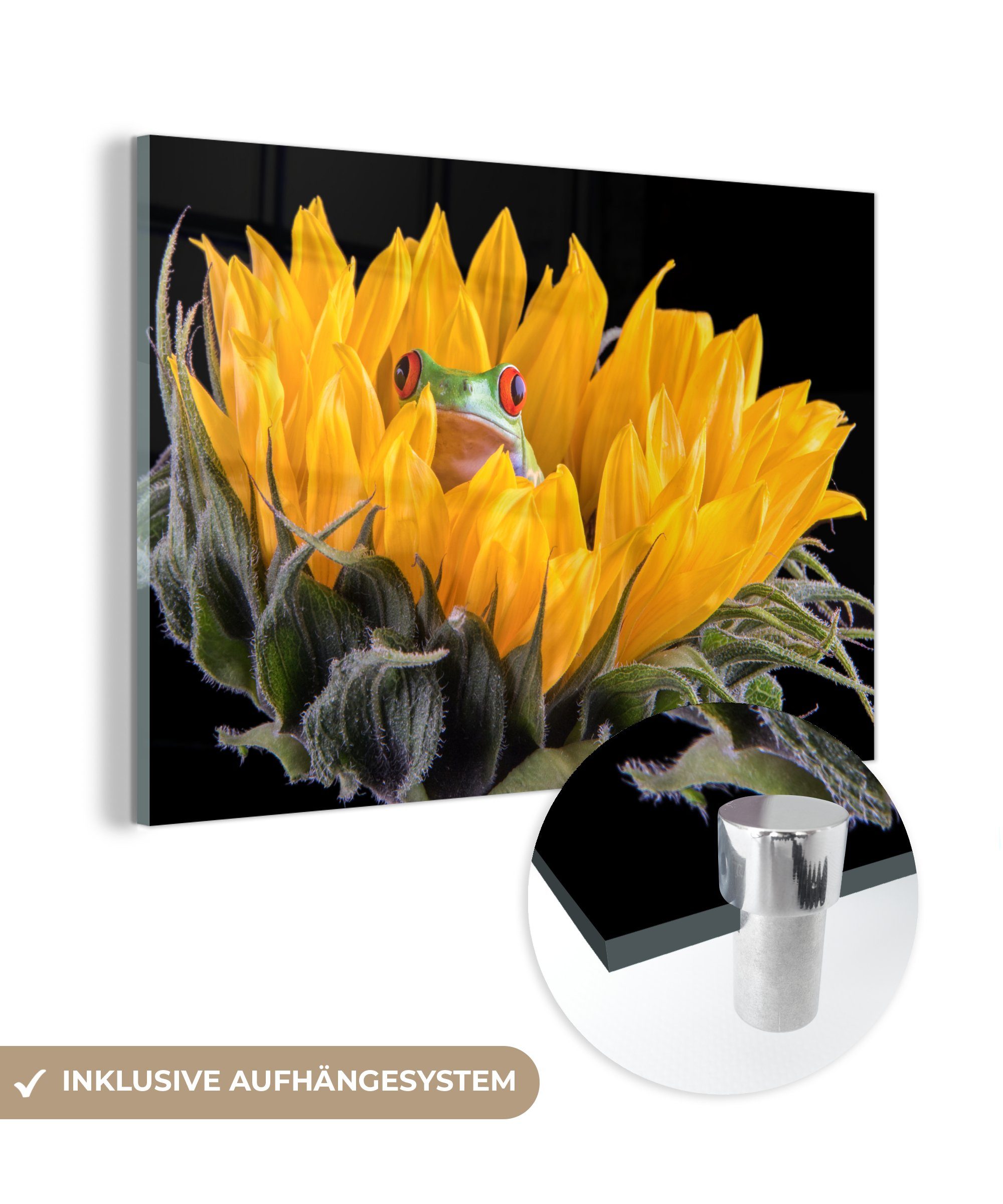 St), Acrylglasbild (1 & Frosch MuchoWow - Acrylglasbilder Reptil, Schlafzimmer - Wohnzimmer Sonnenblume