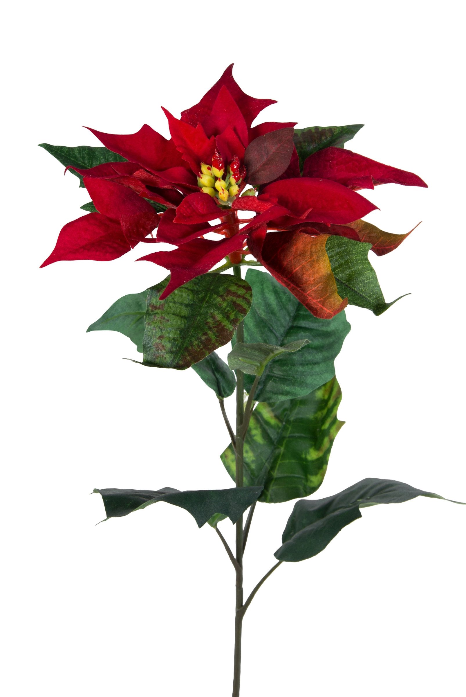 Kunstblume Weihnachtsstern Natura 72cm samt-rot PM günstig online kaufen