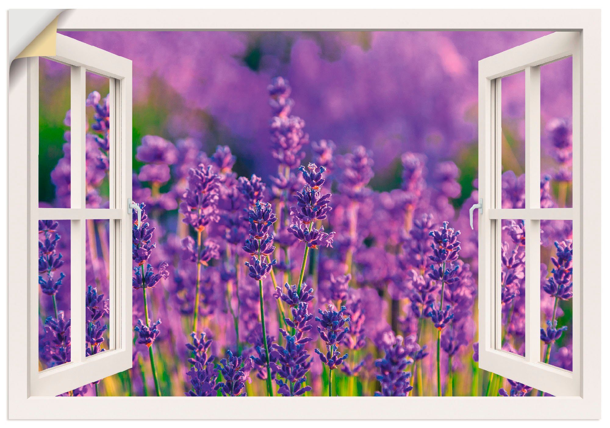 Artland Wandbild Fensterblick Lavendelfeld in Tihany, Blumenwiese (1 St), als Alubild, Leinwandbild, Wandaufkleber oder Poster in versch. Größen