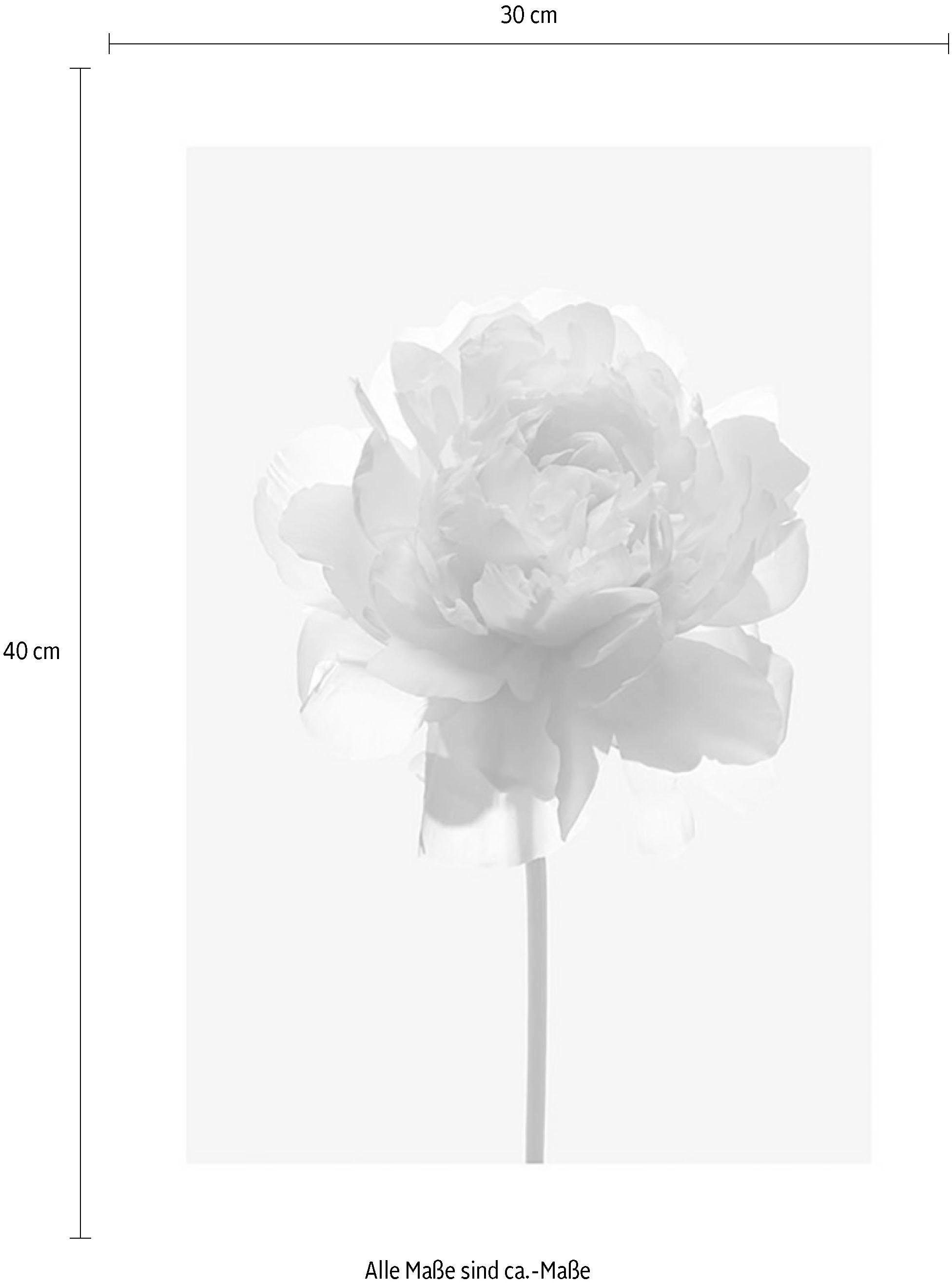 Komar Bild Rose, Blumen (1 St), Wandbild zur Dekoration - ohne Rahmen