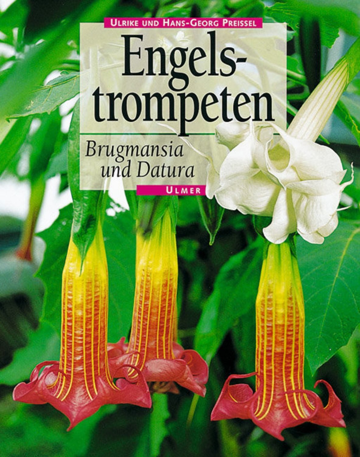 Engelstrompeten. Brugmansia und Datura / Hans Georg u. Ulrike Preissel