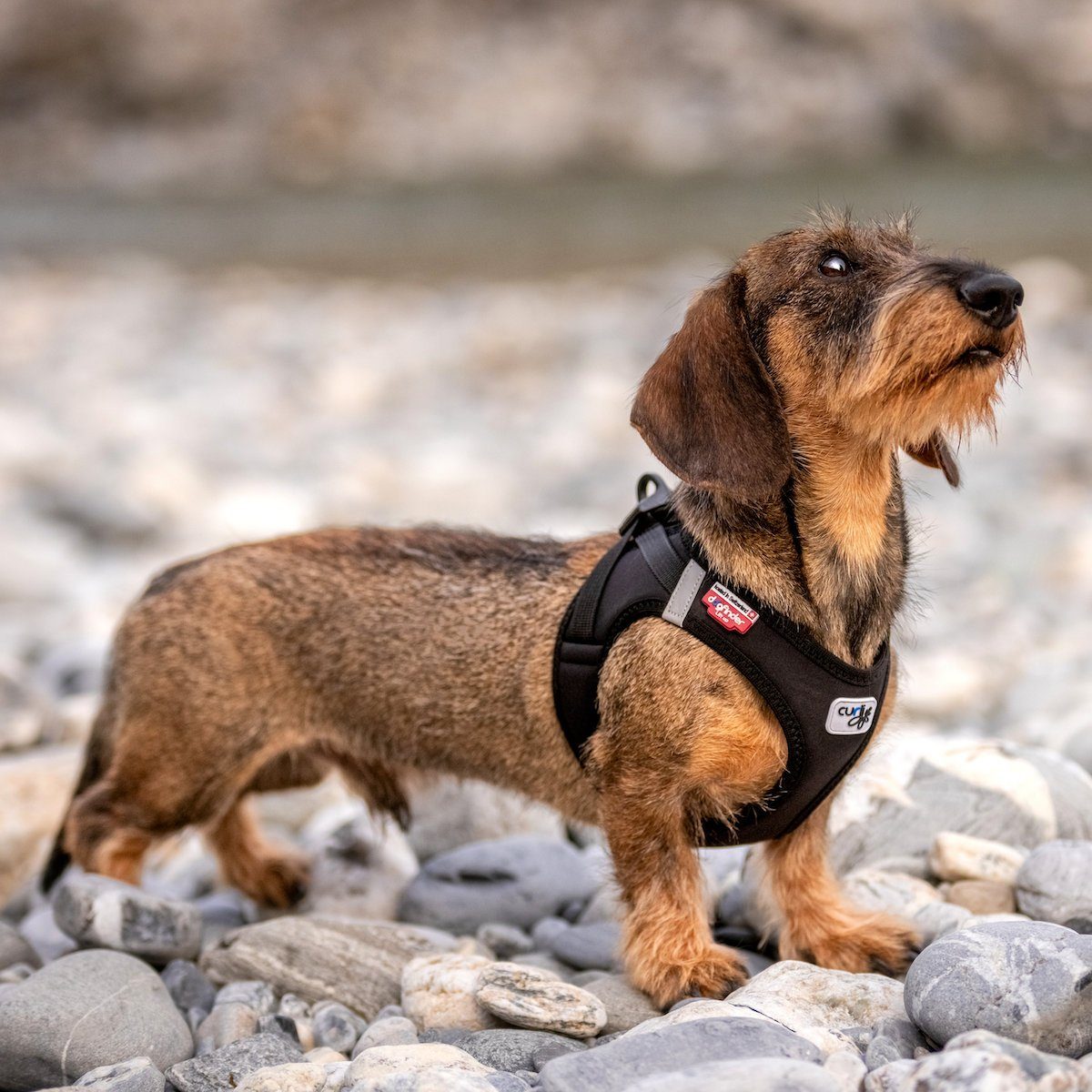 Curli Hunde-Geschirr Clasp Vest Geschirr Softshell schwarz günstig online kaufen