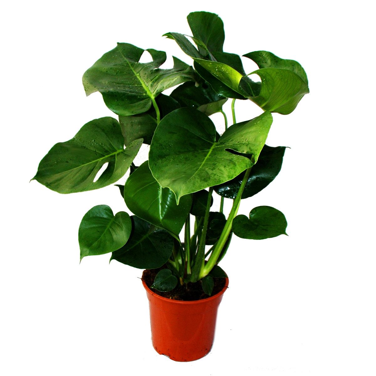 Exotenherz Zimmerpflanze Monstera deliciosa - Fensterblatt - 21cm Topf - ca günstig online kaufen