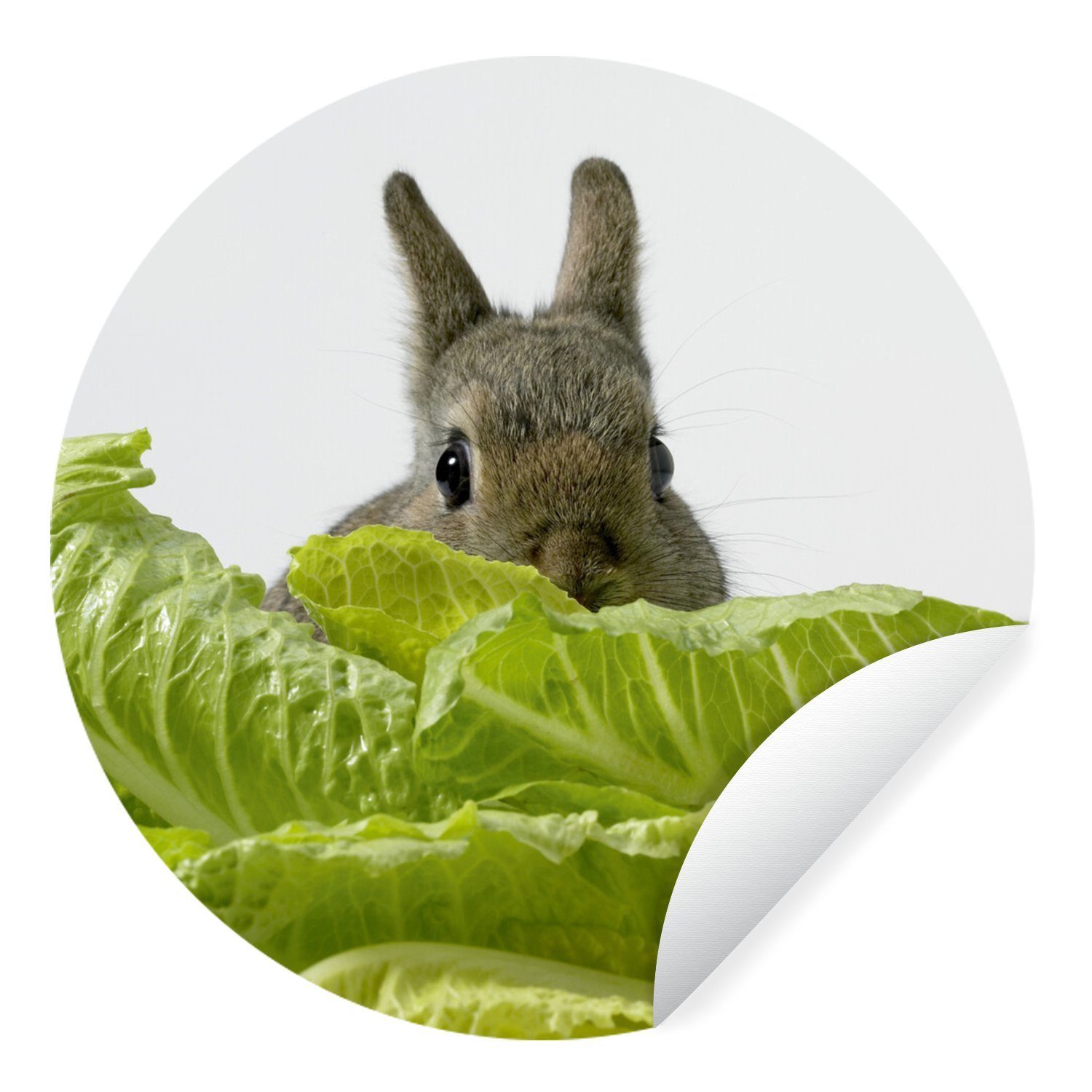 MuchoWow Wandsticker Kaninchen - Baby - Kopfsalat (1 St), Tapetenkreis für Kinderzimmer, Tapetenaufkleber, Rund, Wohnzimmer