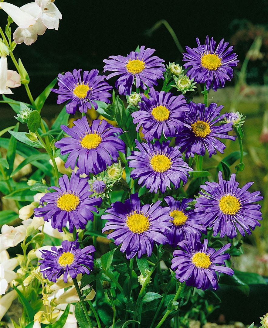 Pflanzen für Dich Staude Aster frik. Jungfrau, 1 St., Frikart-Aster, Jungfrau-Aster