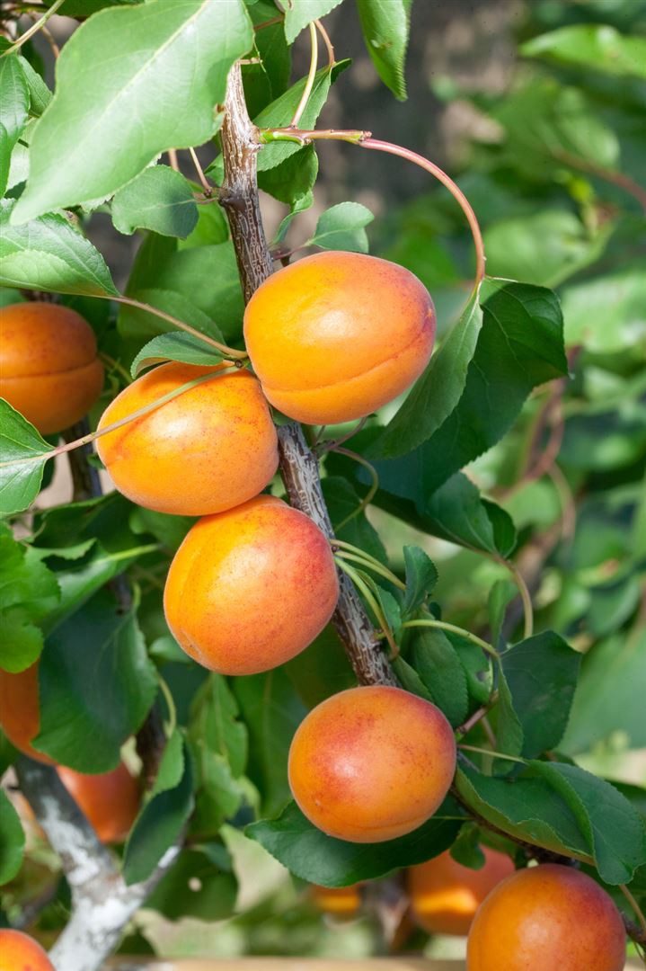 Pflanzen für Dich Obstpflanze Prunus armen. Temporao de Villa France, 1 St., Aprikose, Marille, frühreifend, süßfruchtig