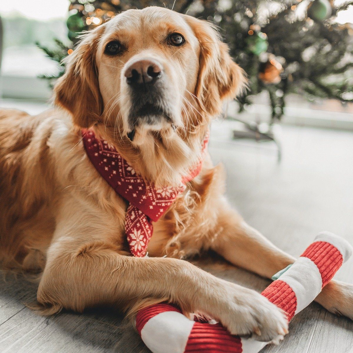 Beeztees Tierkuscheltier Weihnachtsspielzeug für Hunde aus günstig online kaufen