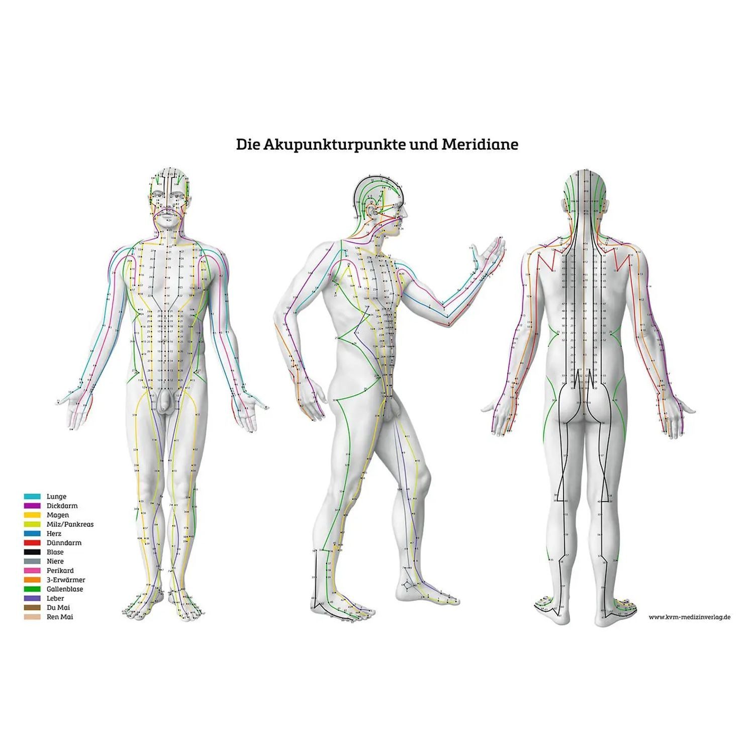 Poster Lernposter - Die Akupunkturpunkte und Meridiane
