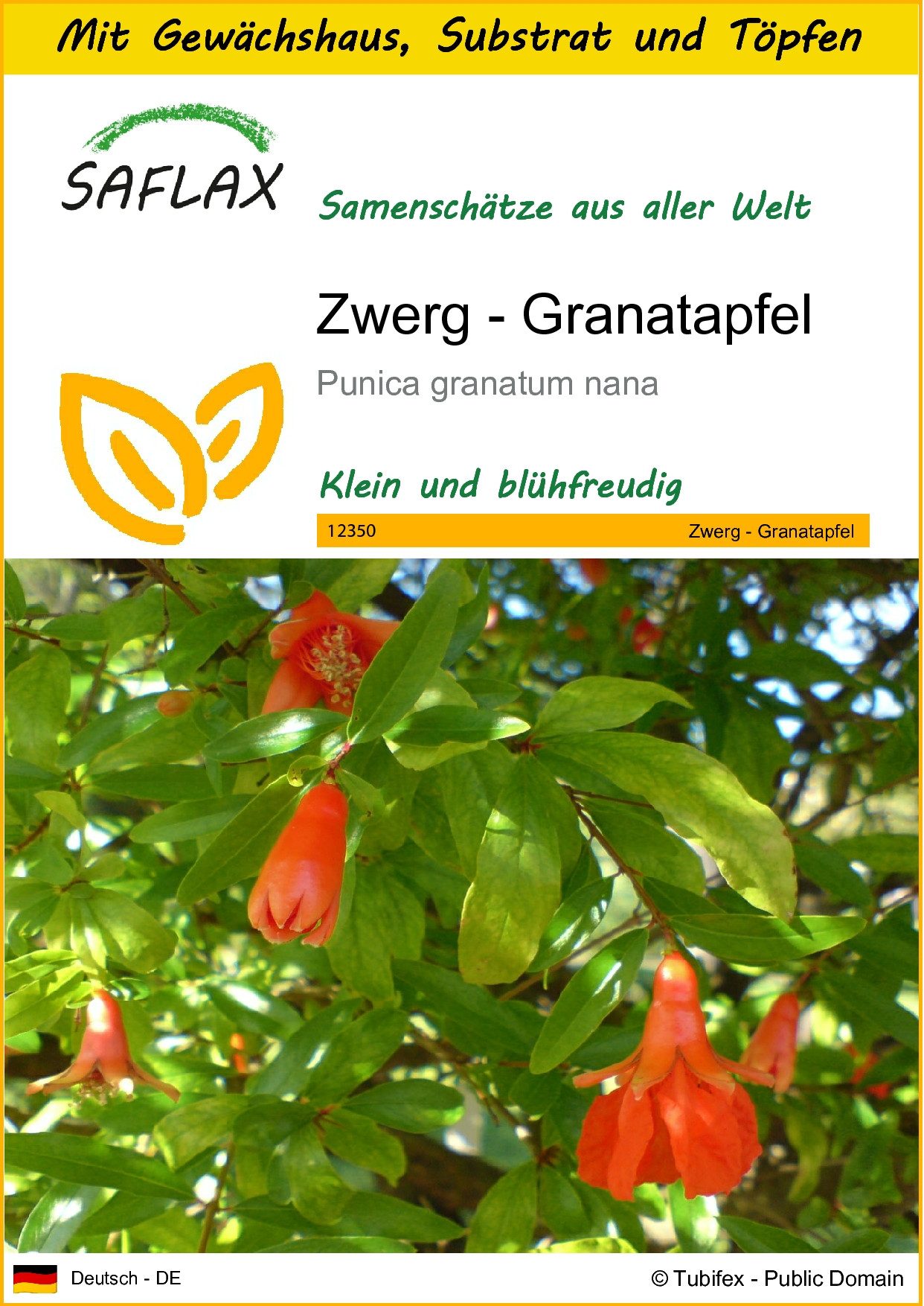 Blumensamen SAFLAX - Anzuchtset - Zwerg - Granatapfel