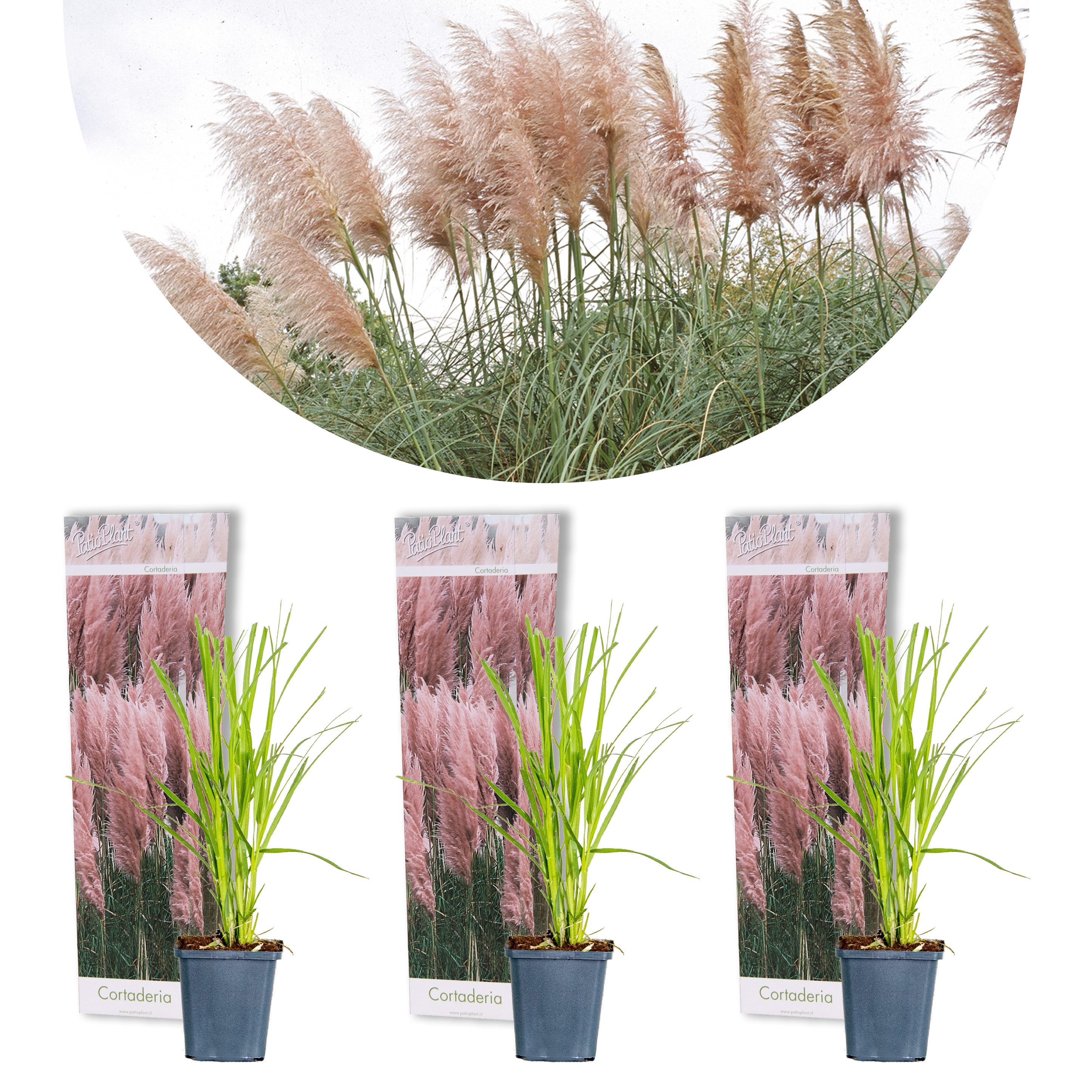 Bloomique Gräser Bloomique - 3er-Set - Cortaderia Rosea - Rosa Pampasgras - Ziergras -, 3 St.