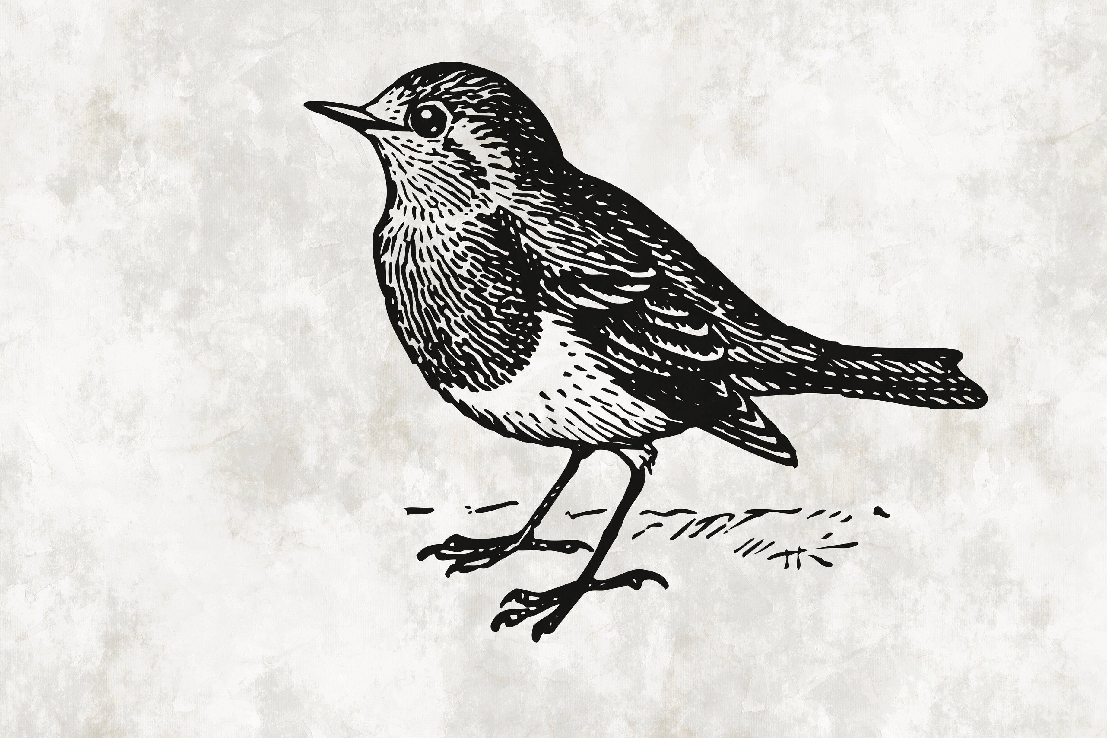 5, Vögel St), Leinwandbild Création A.S. sketchpad Zeichnung Vogel Schwarz-Weiß Keilrahmen Bild (1
