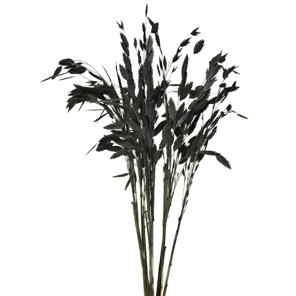 Trockenblume Plattährengras Chasmantium Schwarz 70cm Trockenblumen günstig online kaufen