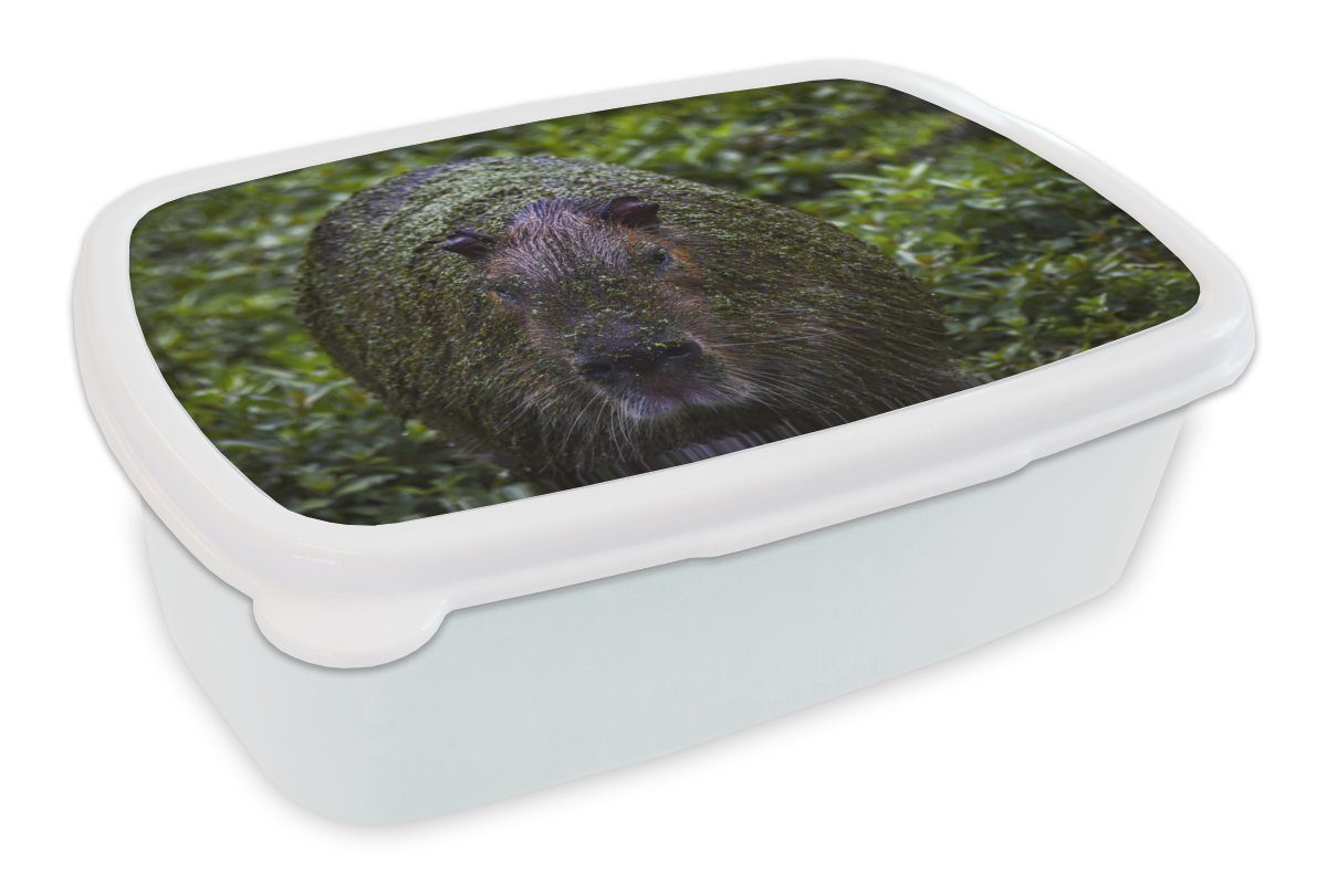 MuchoWow Lunchbox Schmutziges Wasserschwein, Kunststoff, (2-tlg), Brotbox für Kinder und Erwachsene, Brotdose, für Jungs und Mädchen weiß