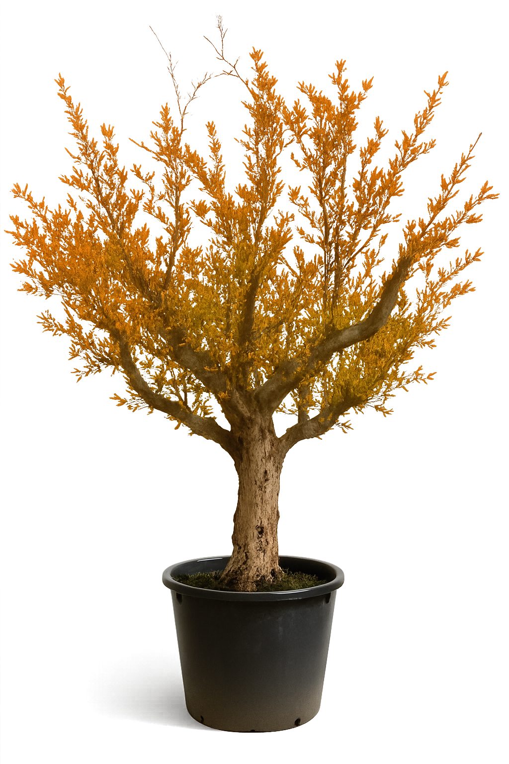 Palms-Store Baum Granatapfelbaum Punica Granatum, Winterhart bis -12 Höhe ca. 250 cm aus Spanien