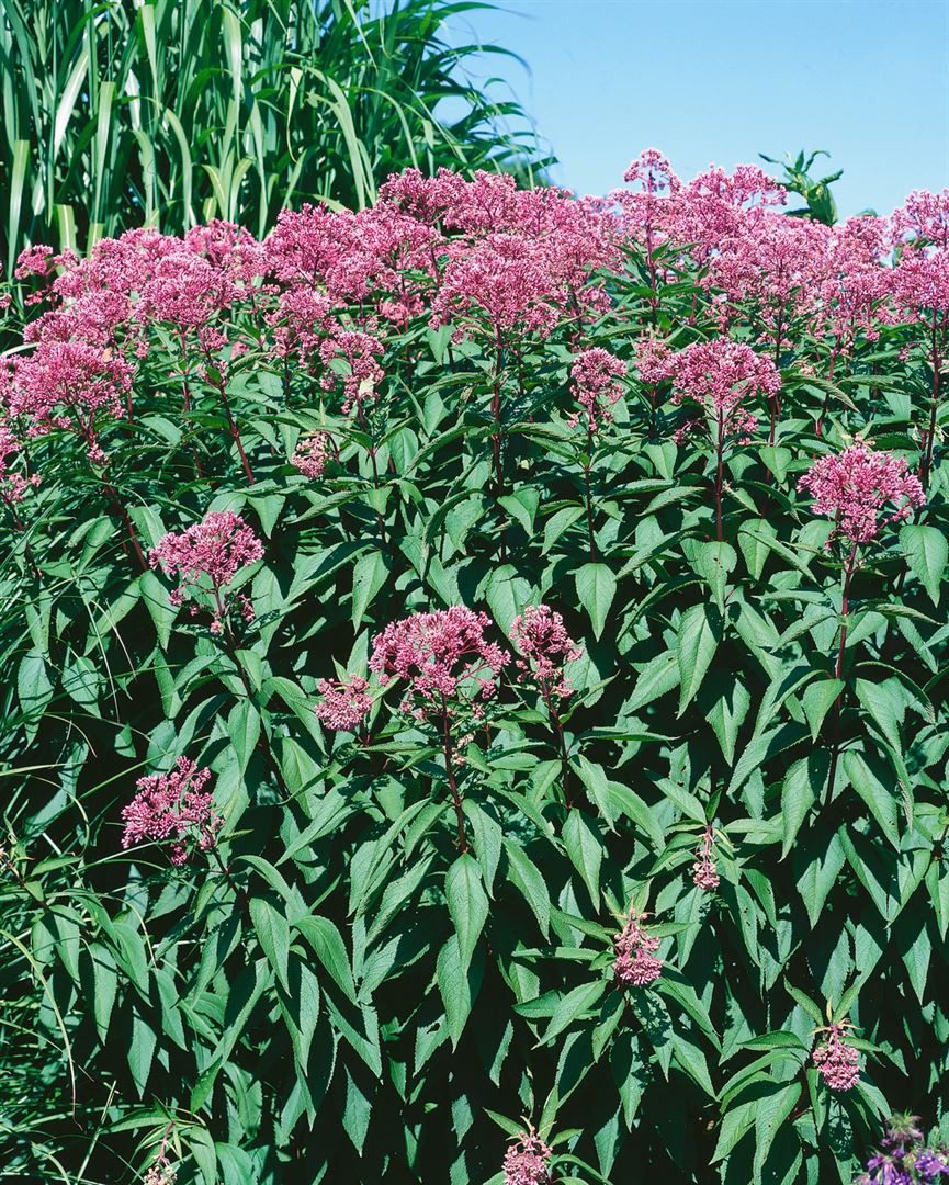 Pflanzen für Dich Staude Eupatorium fist. Glutball, 1 St., Wasserdost, Purpurdost